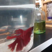 ماهی فایتر|ماهی|آق قلا, |دیوار