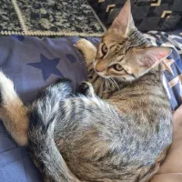 گربه بازی گوش ۶ ماهه