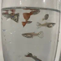 ماهی گوپی