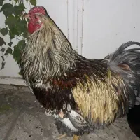 .مرغ خروس ویاندوت