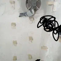 نر تبعیدی خطری زرند|پرنده|کرمان, |دیوار