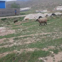 ۳۰عدد میش داشتی