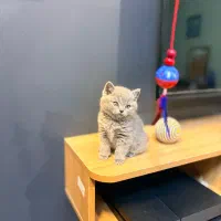 بریتیش خالص بلو و بلوگلد