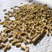 مشاوره پرورش و تولید دان بوقلمون بیوتی|حیوانات مزرعه|قم, زنبیل آباد|دیوار