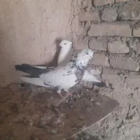 کبوتر تهرانی|پرنده|کوهدشت, |دیوار