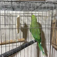 طوطی ملنگو|پرنده|امامزاده عبدالله, |دیوار