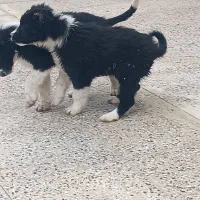 سگ ماده قدرجونی