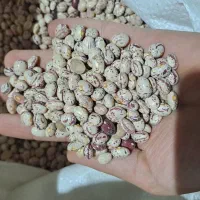 لوبیا چیتی و سفید خمین ارگانیک و خوشپخت