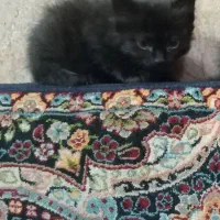 گربه خانگی|گربه|برازجان, |دیوار