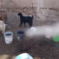 کهره ماده چاق کشتنی|حیوانات مزرعه|میبد, |دیوار