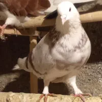 کفتر شازدهو پشت شاهی