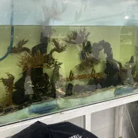 اکواریوم ماهی