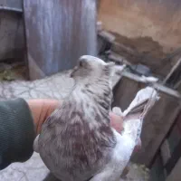 کبوترهای سو قدیم تهران|پرنده|تهران, حشمتیه|دیوار