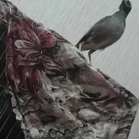 جوجه مرغ مینا نر|پرنده|تهران, کیانشهر|دیوار