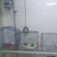 قفس|لوازم جانبی حیوانات|فردیس, ثابتی|دیوار