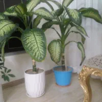 گل دیفن سرحال وپر برگ