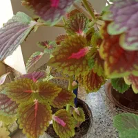 پتوس زیبا|گل و گیاه طبیعی|بیرجند, |دیوار