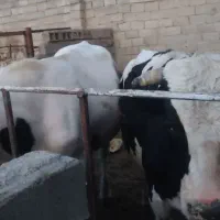 گوساله نر