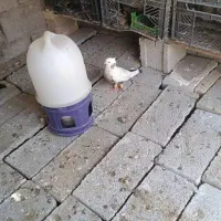 کبوتر رنگی|حراج|اهواز, اهواز|دیوار