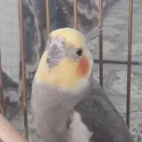 عروس هلندی نر