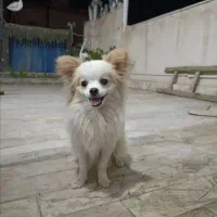 سگ با ادب
