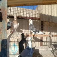 کفتر|پرنده|مشهد, شهرک بهارستان|دیوار