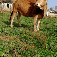 گاو ۷ماه شکم سرشاخ دار|حیوانات مزرعه|رشت, یخسازی|دیوار