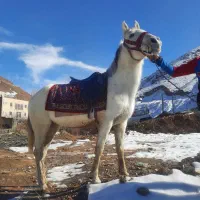 مادیان ۵ساله بسیار آرام