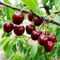 نهال گیلاس بورلات فرانسه نهالستان بزرگ پاشاپور