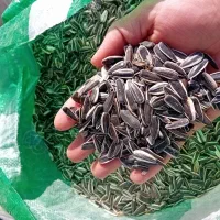 تخمه افتابگردان و سنجد  فروش فوری بصورت عمده|خوردنی و آشامیدنی|ماهنشان, |دیوار