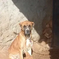 سگگ|سگ|فاروج, |دیوار