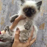 بچه گربه هیمالین|گربه|ارومیه, |دیوار