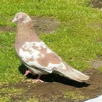 کبوتر گرفته پر سنجاق