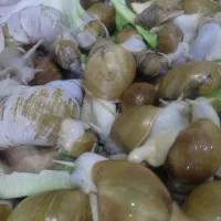 تعدادی حلزون آلبینو برا واگذاری.