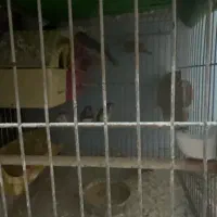 مرغ عشق|پرنده|مشهد, کارگران|دیوار