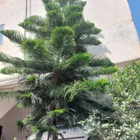کاج مطبق|گل و گیاه طبیعی|آمل, |دیوار