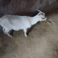 بزغاله ماده آبستن سانن|حیوانات مزرعه|لاران, |دیوار