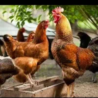 مرغ و خروس اصیل