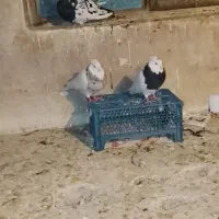 کبوتر|پرنده|شیروان (خراسان), |دیوار