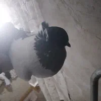 کبوتر پرستوی