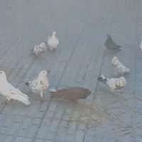 کبوتر فروشی