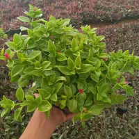 گل ناز و برگ بیدی|گل و گیاه طبیعی|محلات, |دیوار