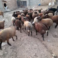 ۳۸تابره ماده در حد شیشک|حیوانات مزرعه|کوهدشت, |دیوار