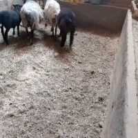 میش و برع