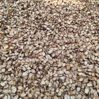 تخمه هندوانه اجیلی