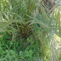 فسیل هلیله ای خرما