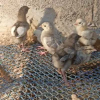 جوجه مرغ محلی  تخم‌مرغ خروس پاکر فر جوجه اردک سیکا