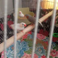 فنچ