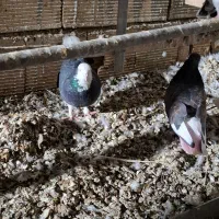 کبوتر فروشی