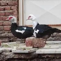 اردک روسی ماده